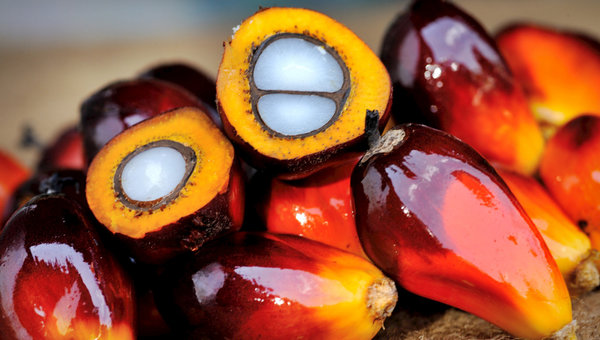 07 palm-oil-fruit_#1.jpg